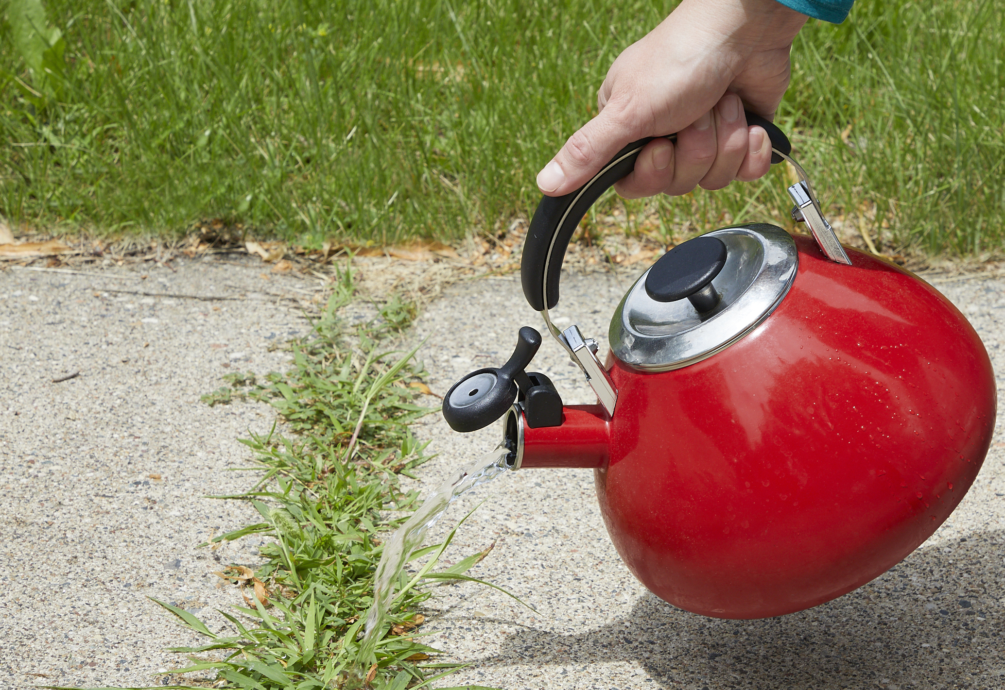 Person holds red teakettle over weeds in driveway and pours water on them.