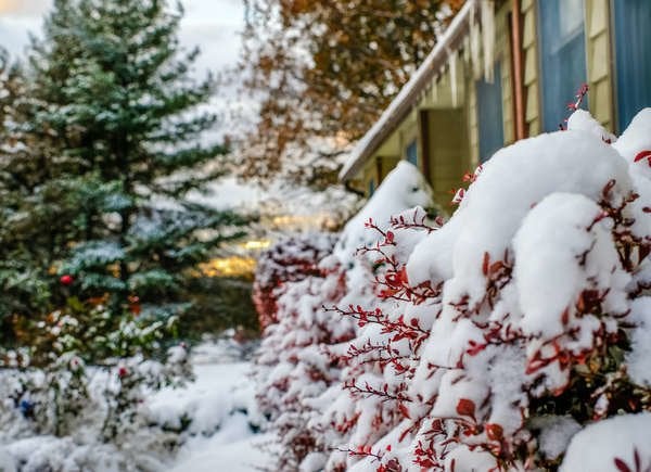 Shrubs in front of home covered with snow in the winter