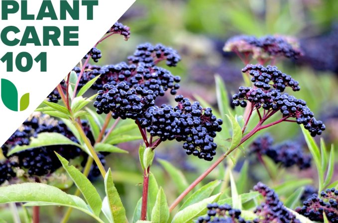 Close view of clusters of elderberries growing on an elderberry bush