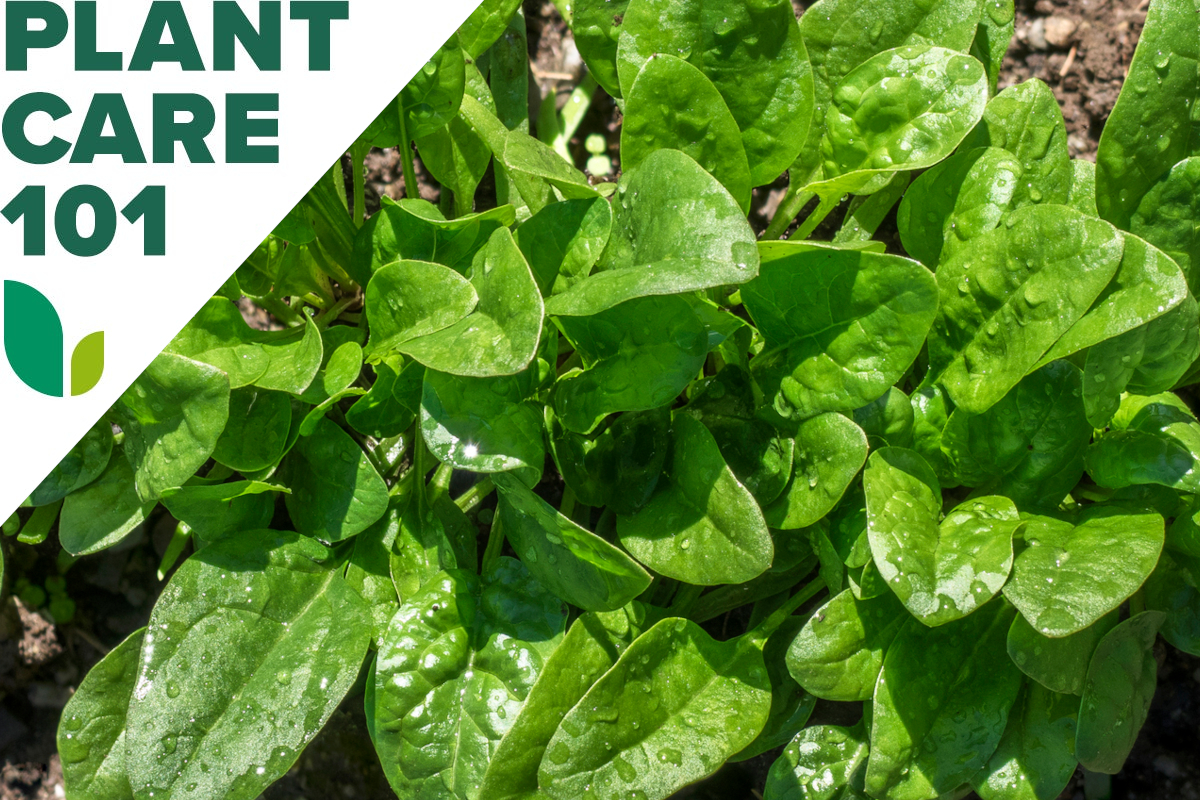 Top-down view of mature smooth spinach plant growing in garden soil