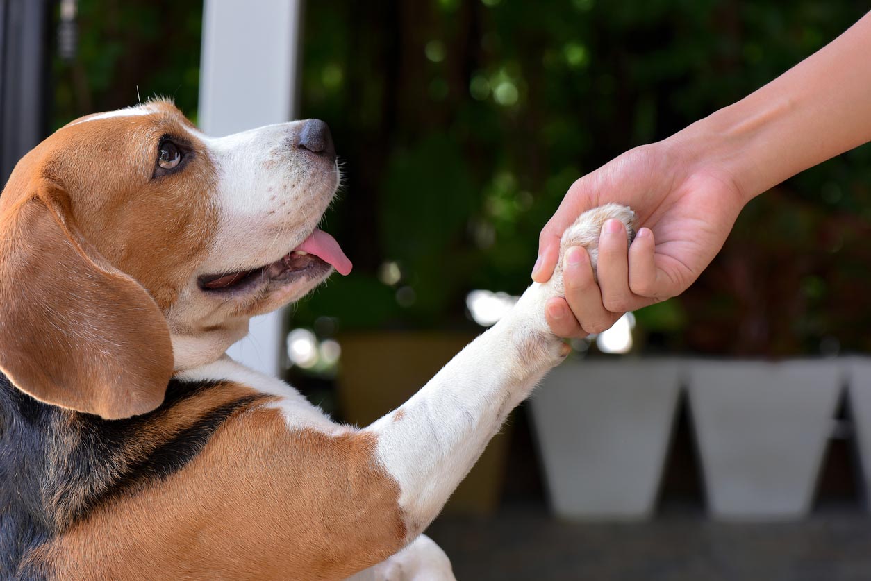 L'assurance pour animaux de compagnie en vaut-elle la peine ?