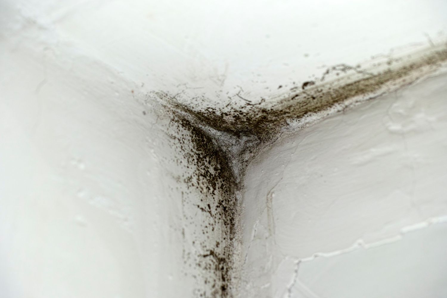 Water Damage vs. Mold