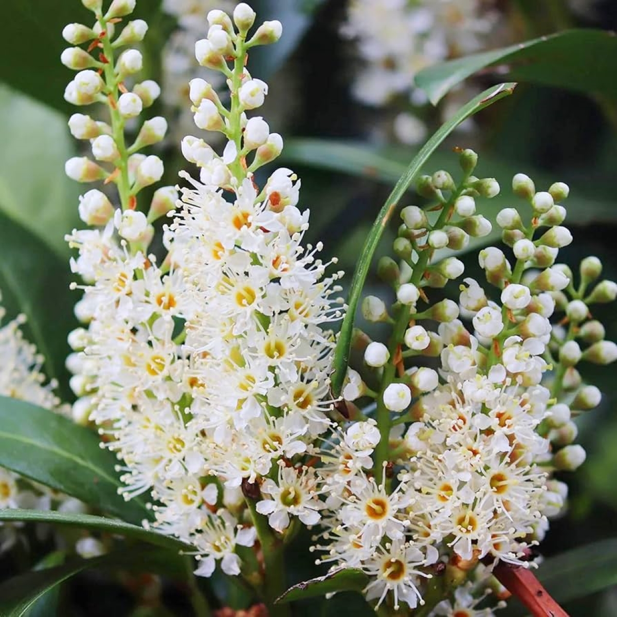 White flowers bloomed on laurel plant