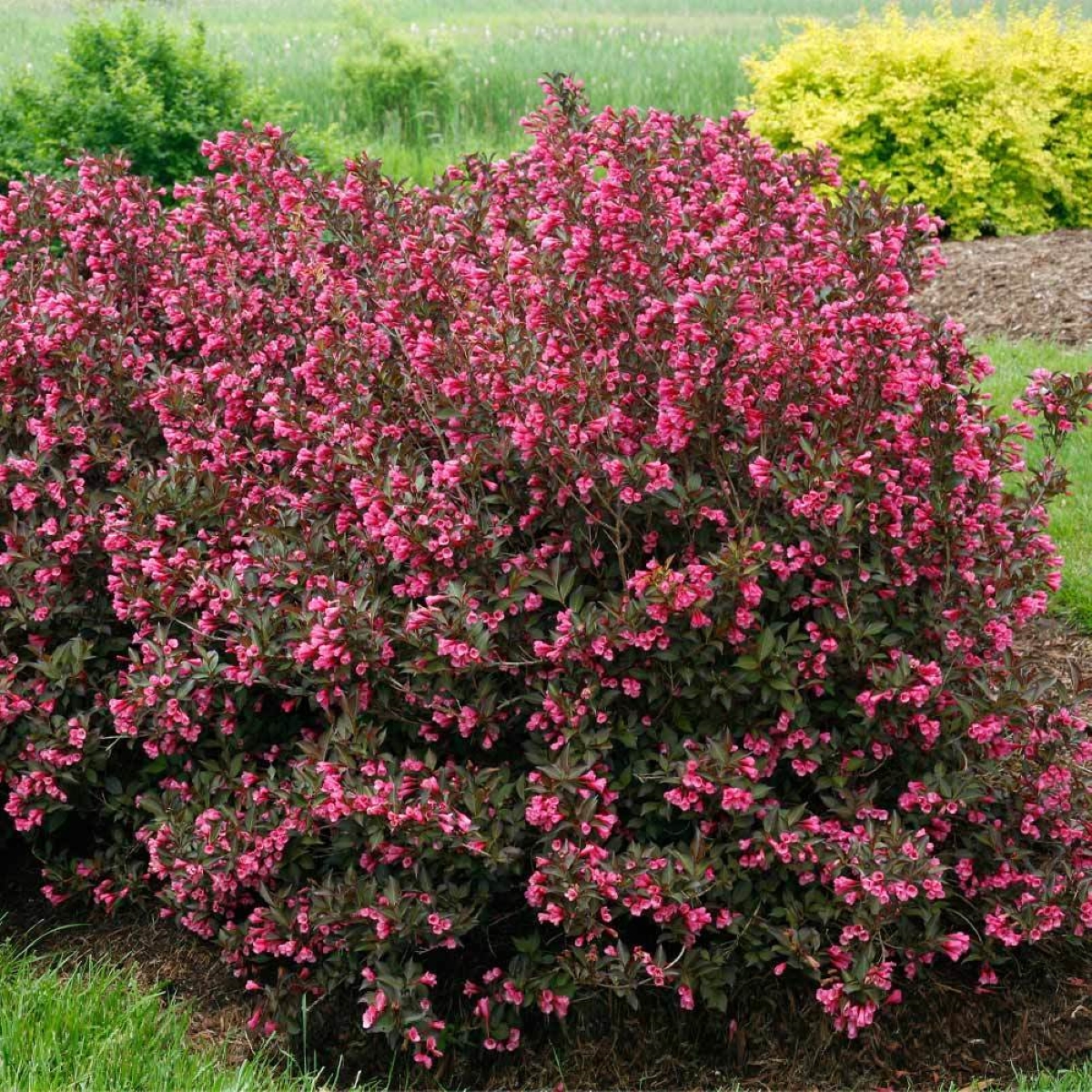 Pink flowers with purple leaves