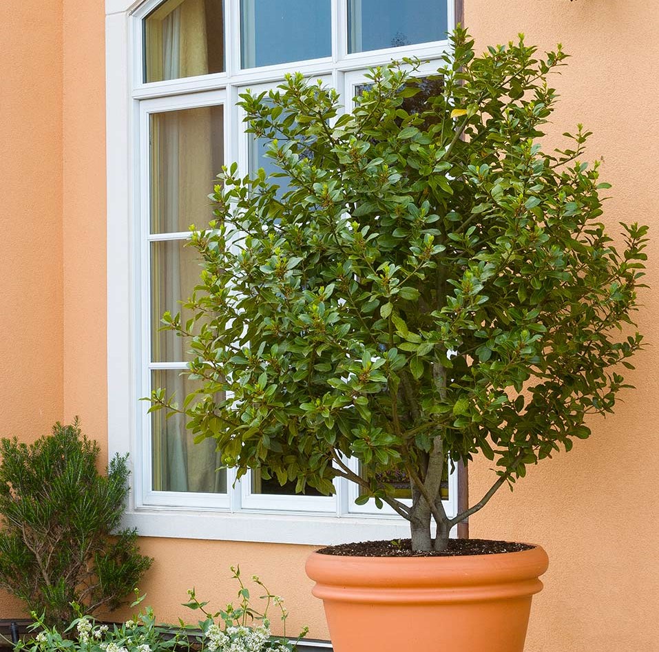 Large laurel bay leaf plant in container