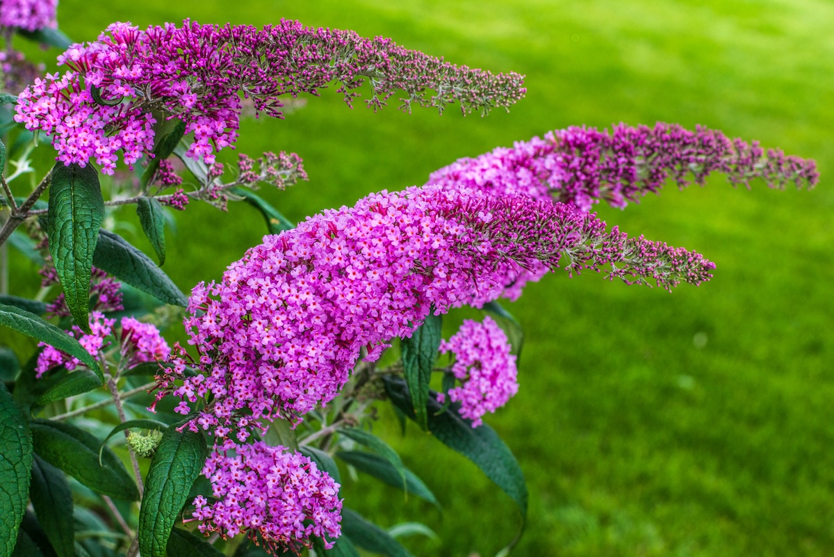 Bright magenta butterfly bush blooms cone-shape branch of flowers. 