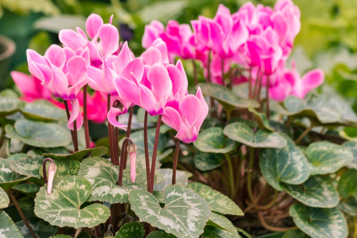 Pink cyclamen flowers