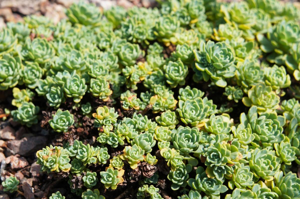 Bush of creeping sedum plants.