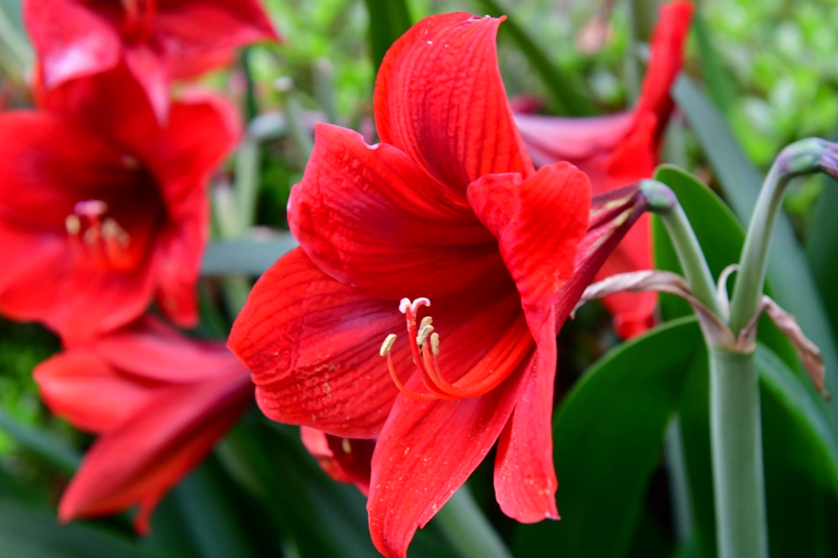 Orders amaryllis toxic to dogs