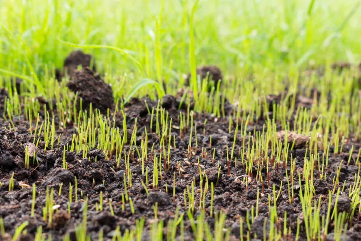 Young blades of grass growing in a patch of dirt.