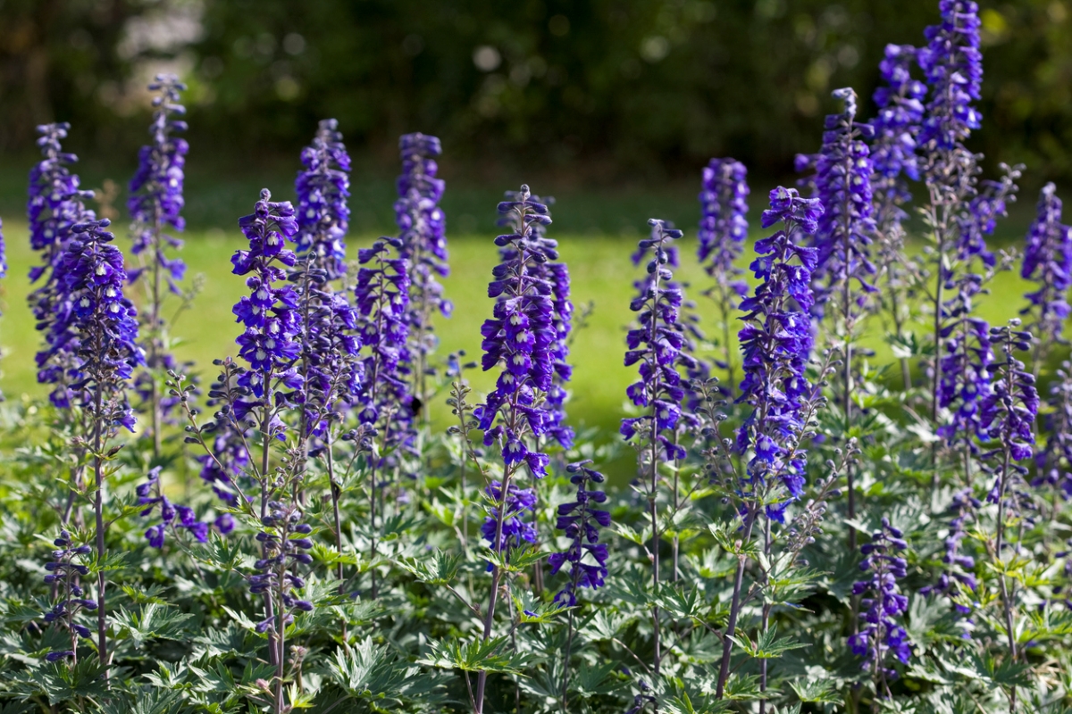 Purple Larkspur plants