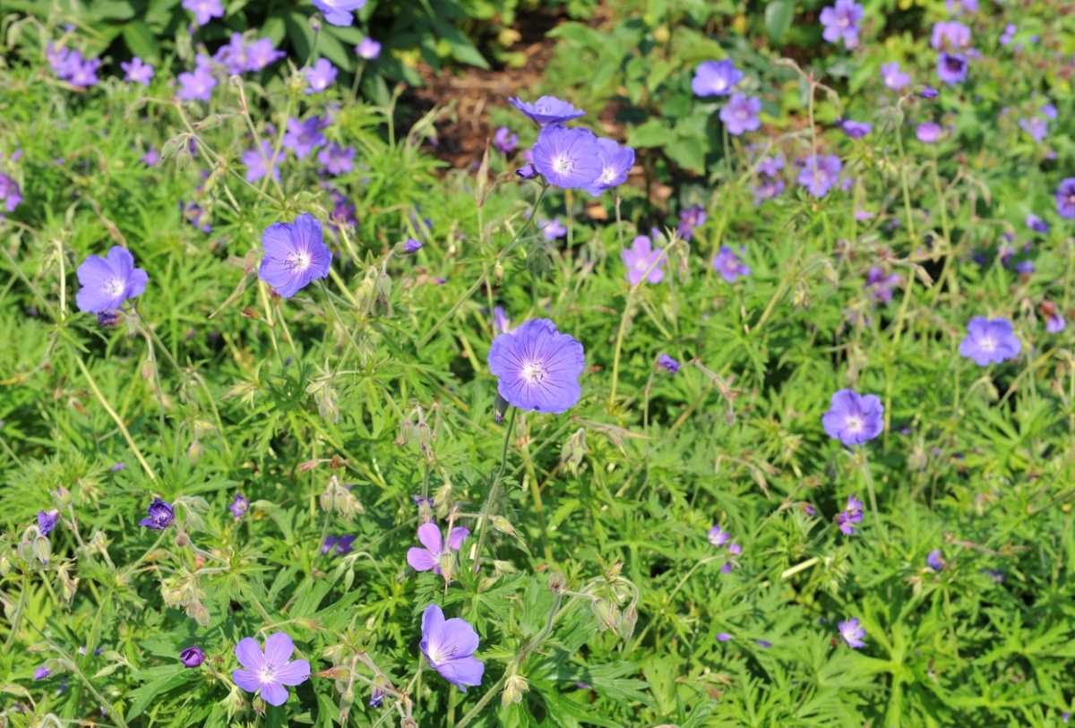 Purple brookside geranium flowers blossom in a bush of green leaves. 