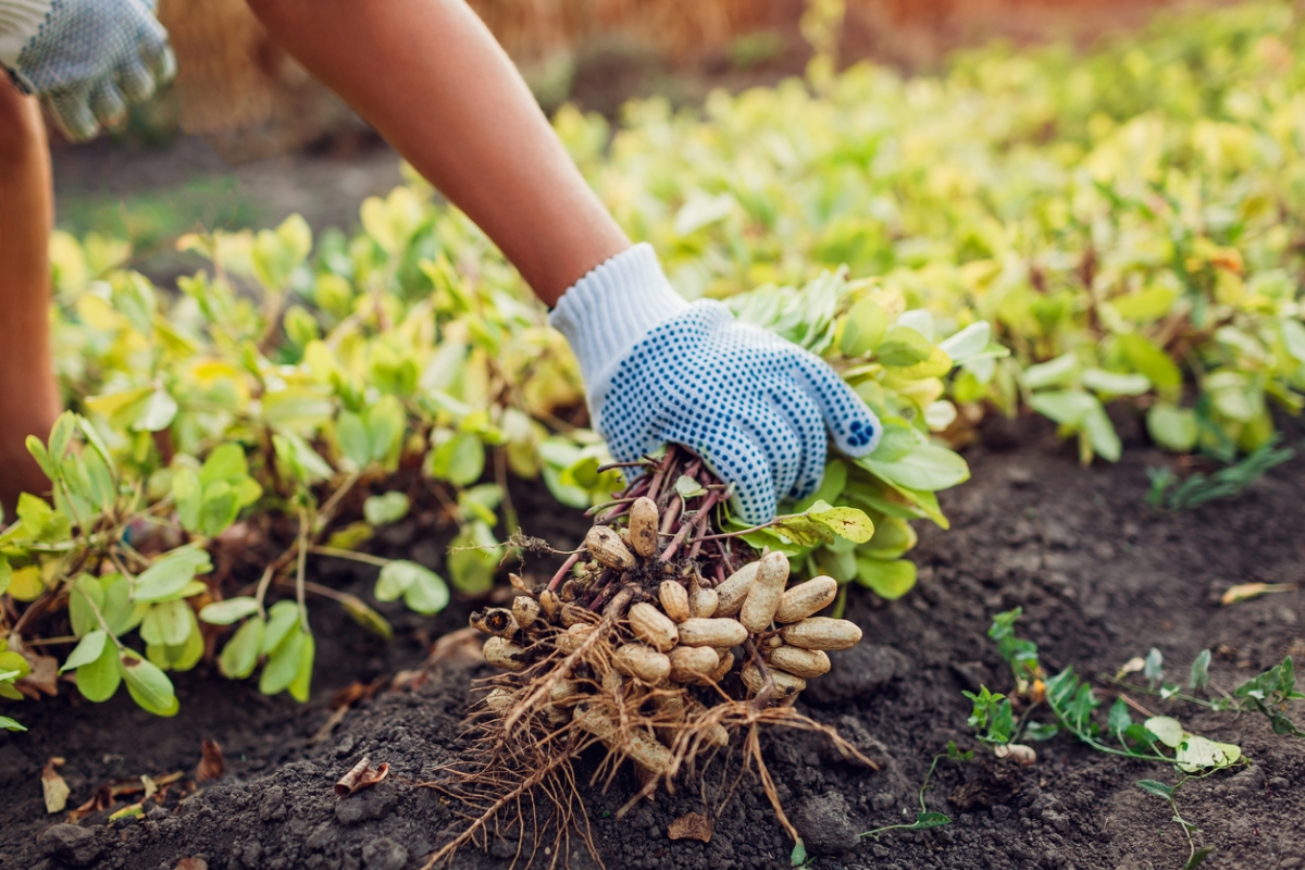 Person harvesting peanuts from garden