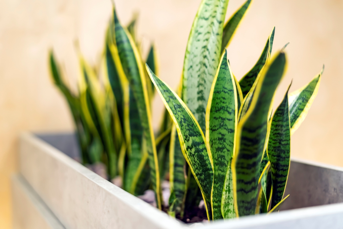 Snake plant