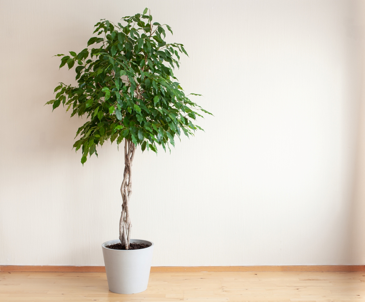 Ficus tree with braided trunk