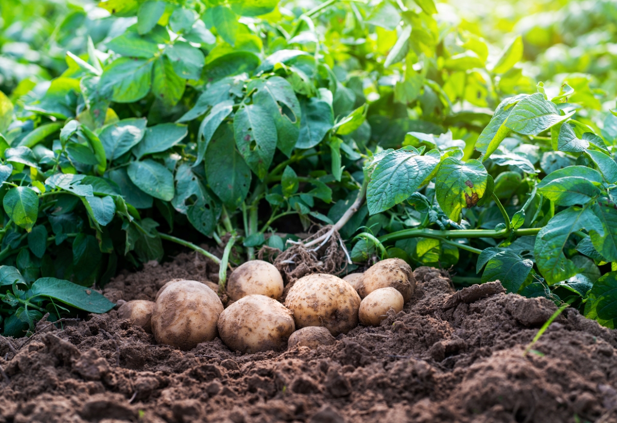 Potato plants and potatoes