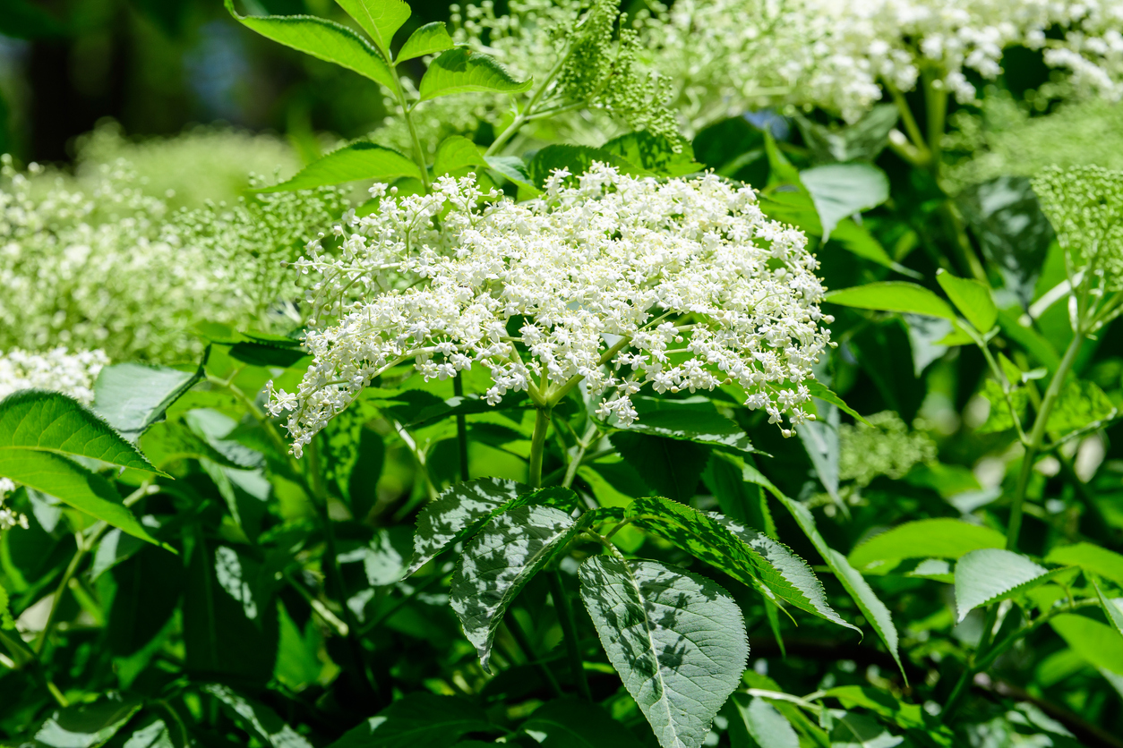 White elderberry blossoms growing on an elderberry bush.