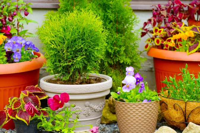 Various potted plants