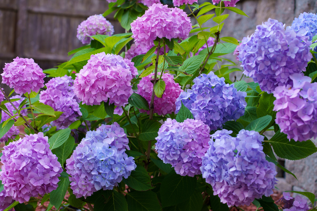 bigleaf hydrangea growing in a home landscape planted in september