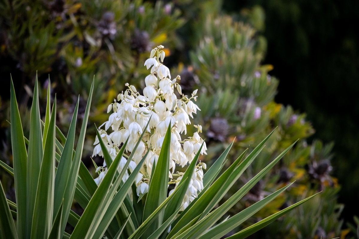 White flower blooming on plant with sword-like leaves