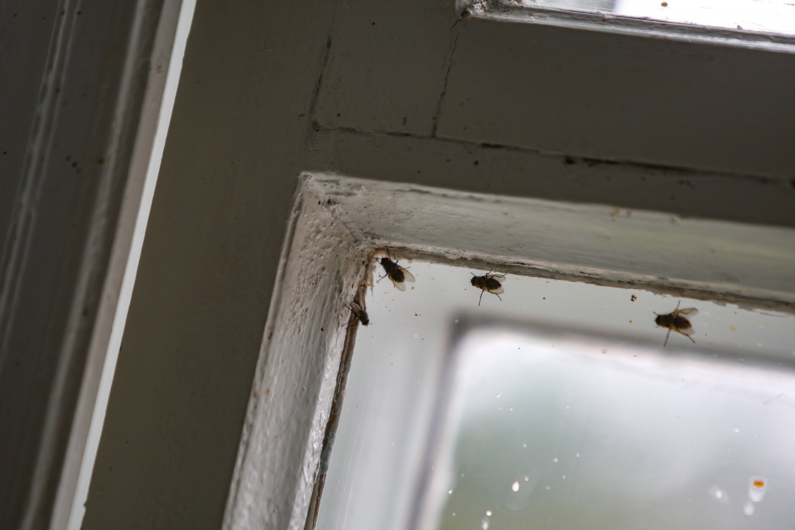 Weak autumn flies climb on the dirty glass of an old window in the building of a suburban railway station.