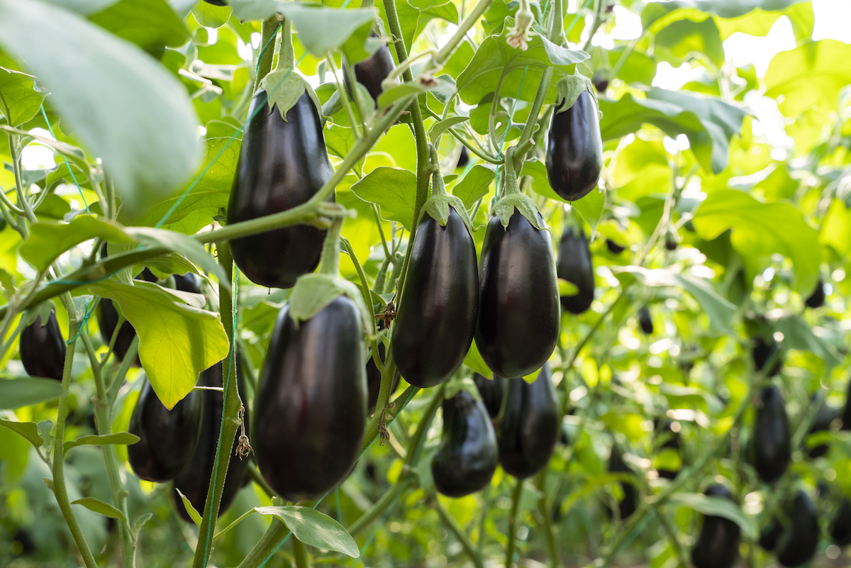 eggplant growing in home garden planted in september