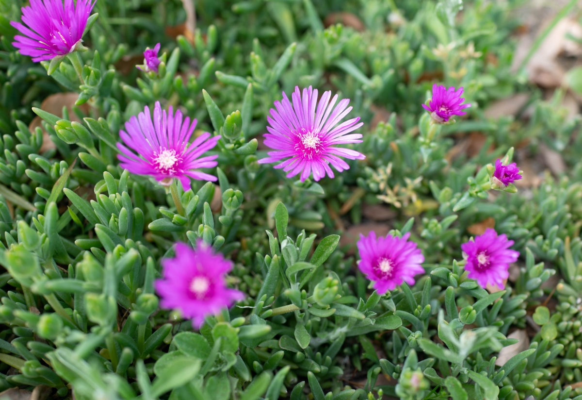 Bright purple ice plants with yellow centers and green leaves surrounding them. 