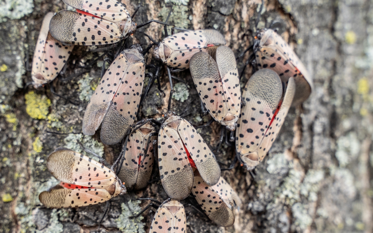 Lantern flies on tree