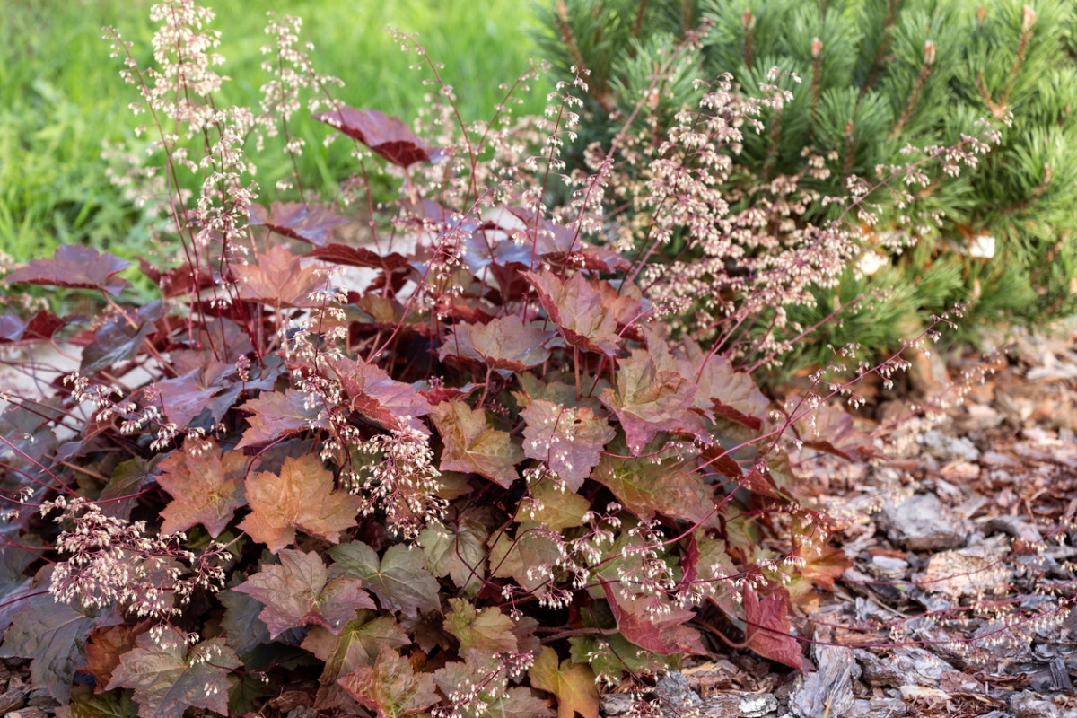 Dark brown and maroon coral bell plant blooming in outdoor garden.