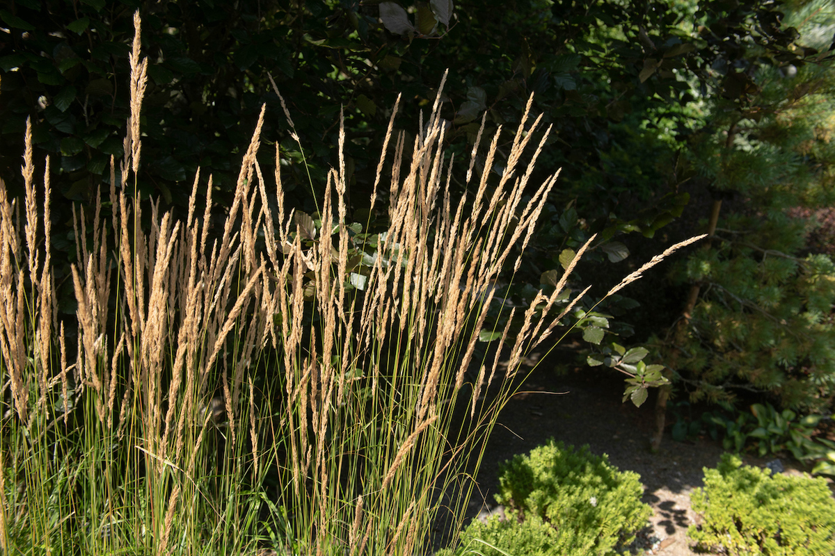 karl foerster grass growing in a home landscape