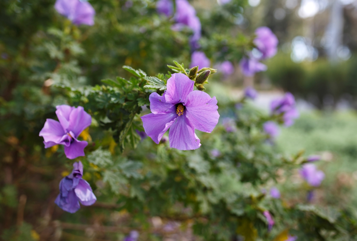 Purple hibiscus flowers