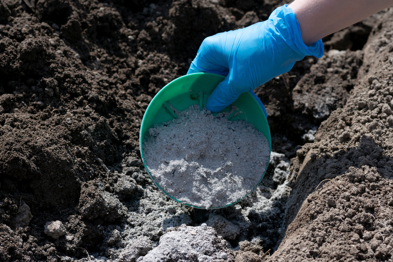 Gardener with blue latex glove shakes bowl of wood ash into soil.