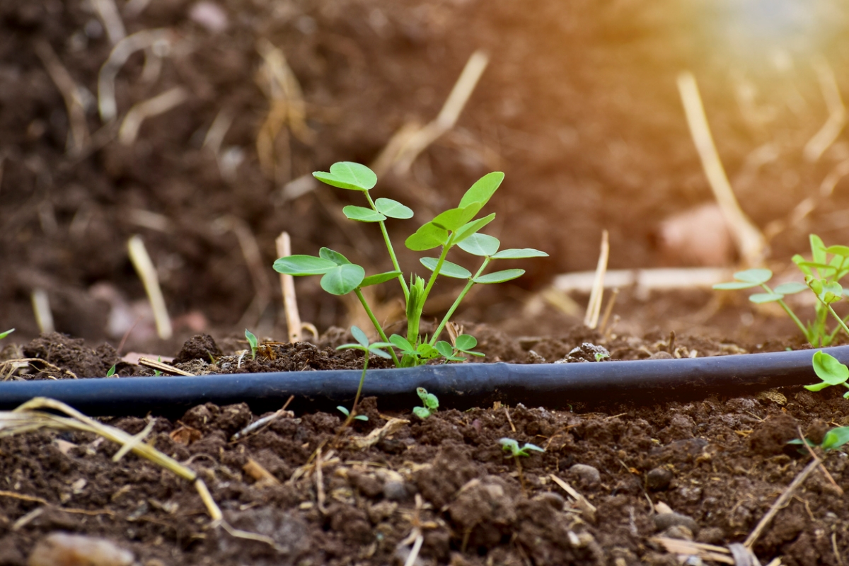 Peanut plant next to water irrigation tube