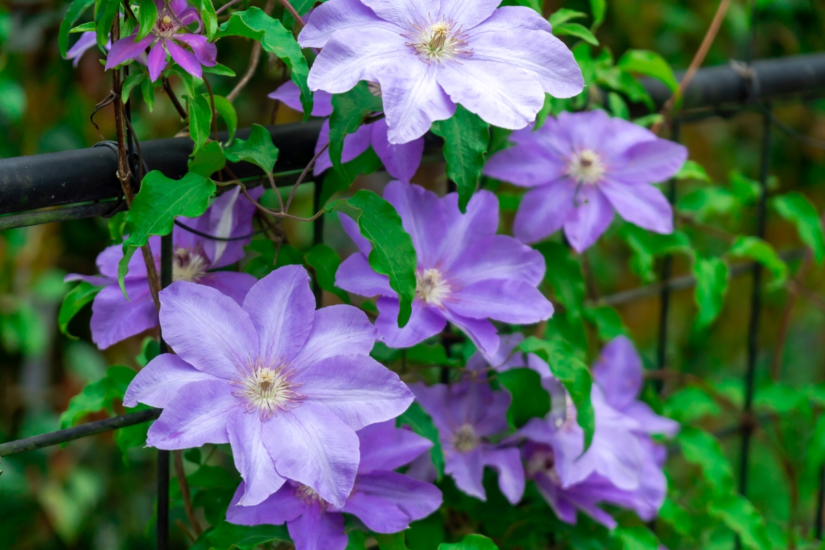 Purple clematis flowers growing with bright green leaves.