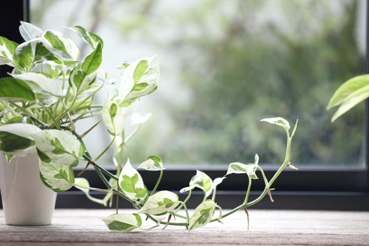 Pothos plant