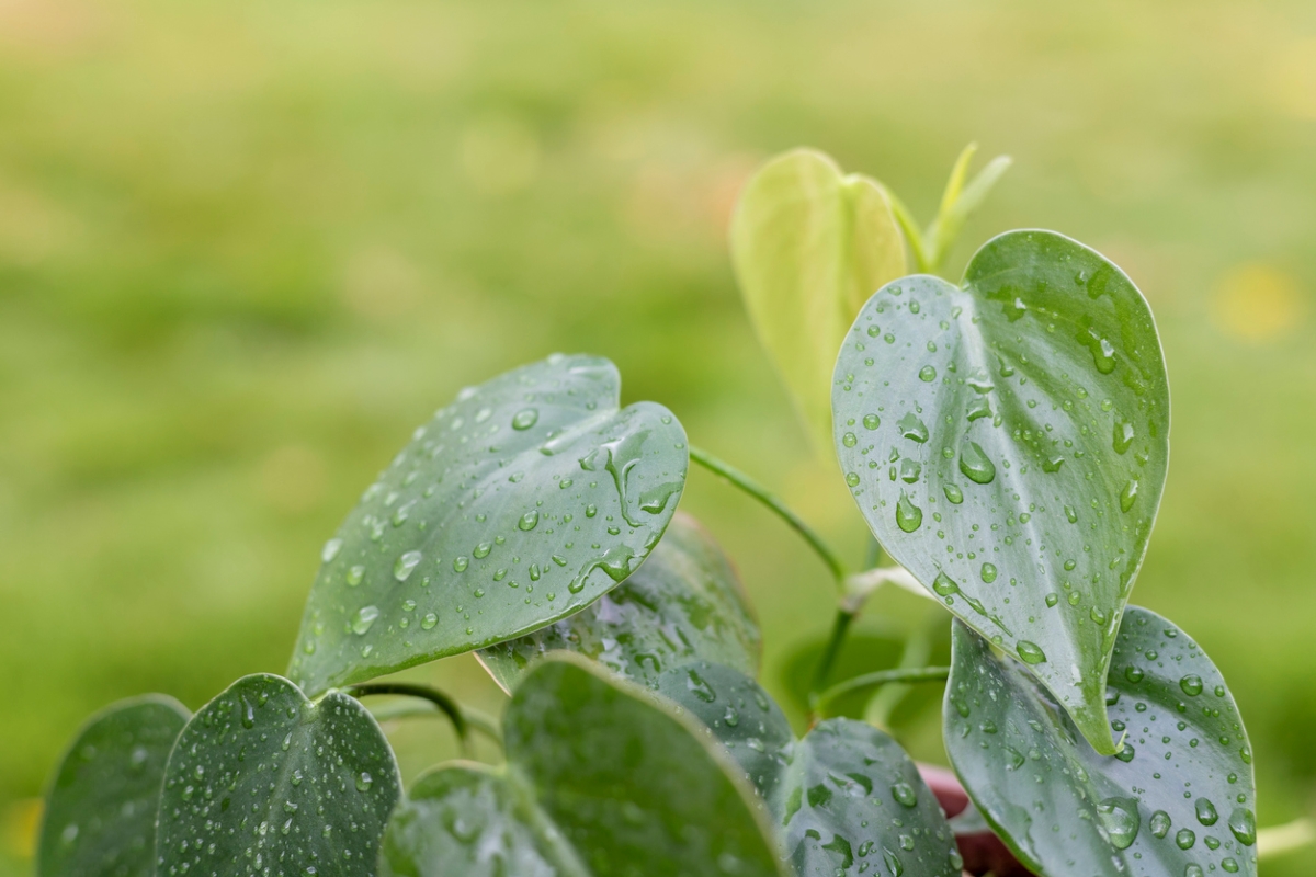 Heartleaf Philodendron plant