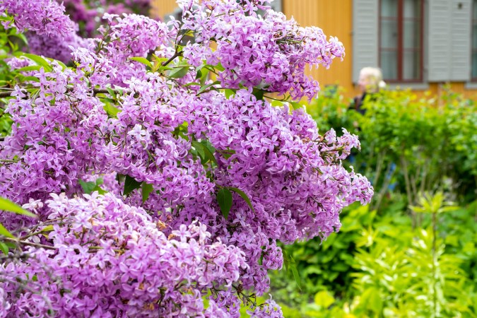 11 Romantic Plants (Other Than Roses) to Add to Your Garden This Year 
