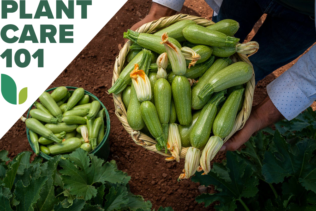 gardener holding basket of squash harvest from home garden with plant care 101 graphic overlay