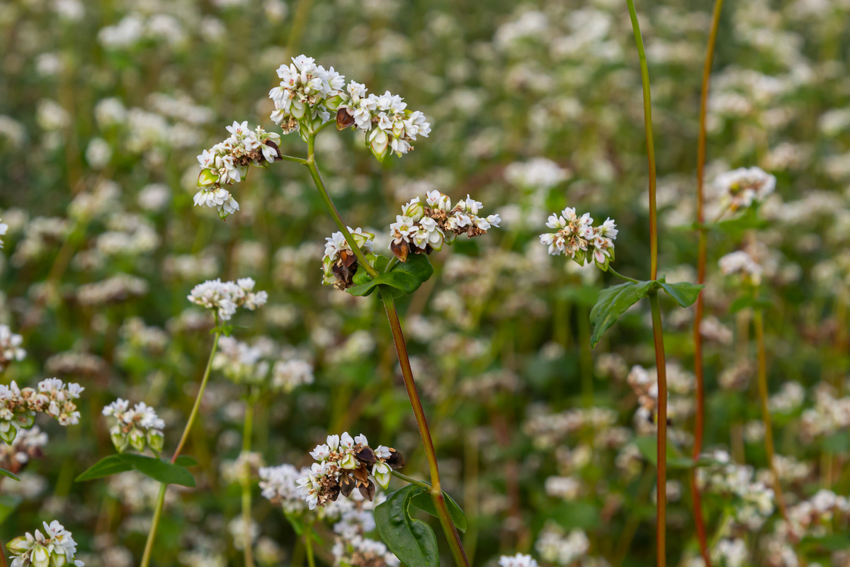 buckwheat cover crops planted in september in a home garden