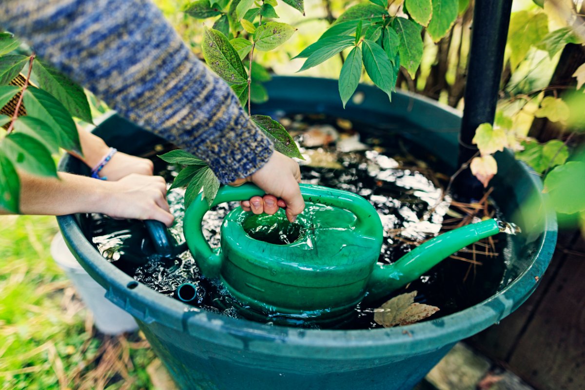 Teenagers filling up watering cans with rainwater to water plants in backyard.