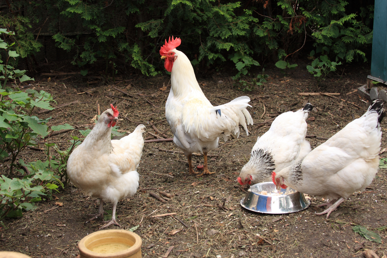 white chickens on the farm