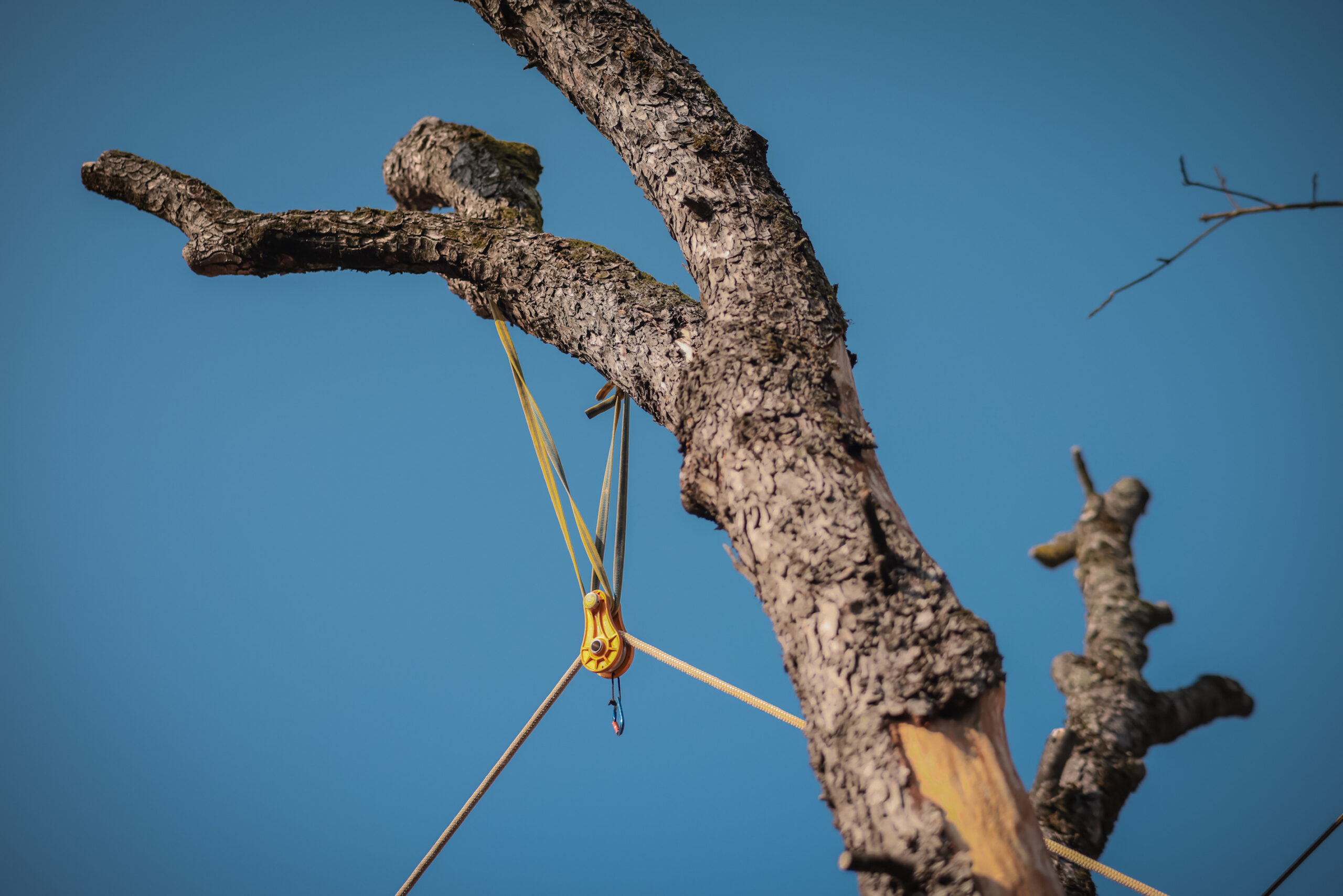 close view of high up dead branch of tree being harnessed and cut down