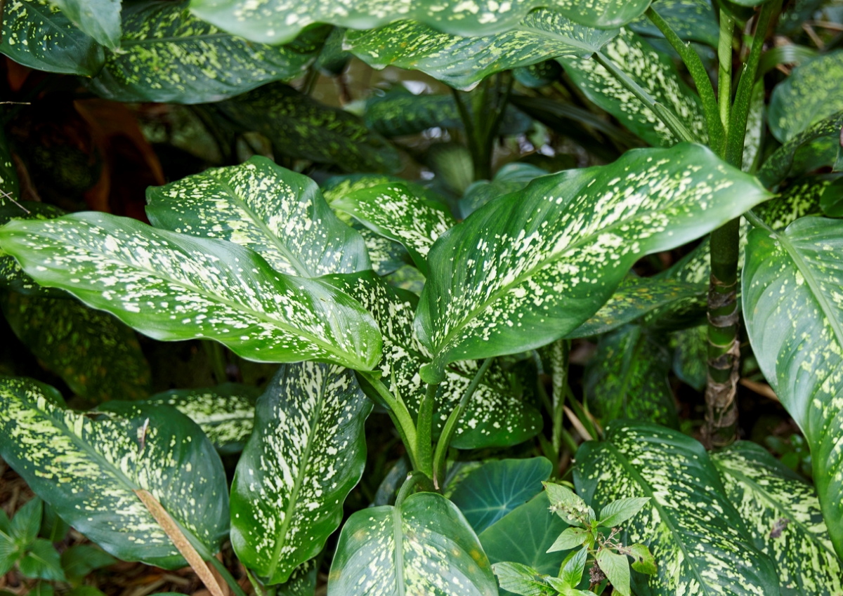 Giant dumb cane plants