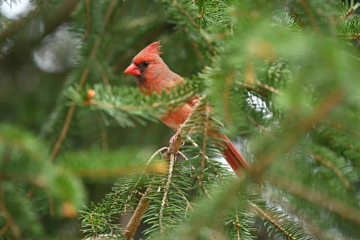 cardinal in tree