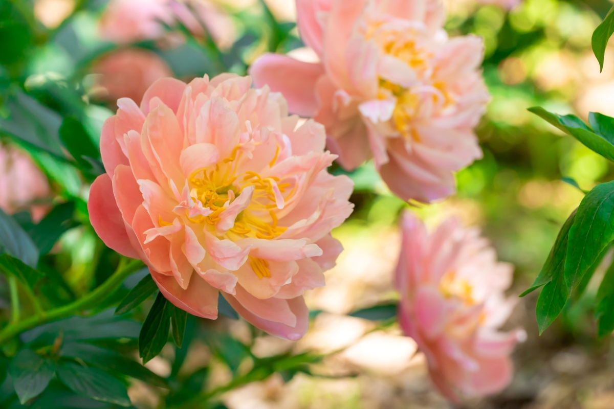 Large, light pink and yellow peony flowers growing on a bush.