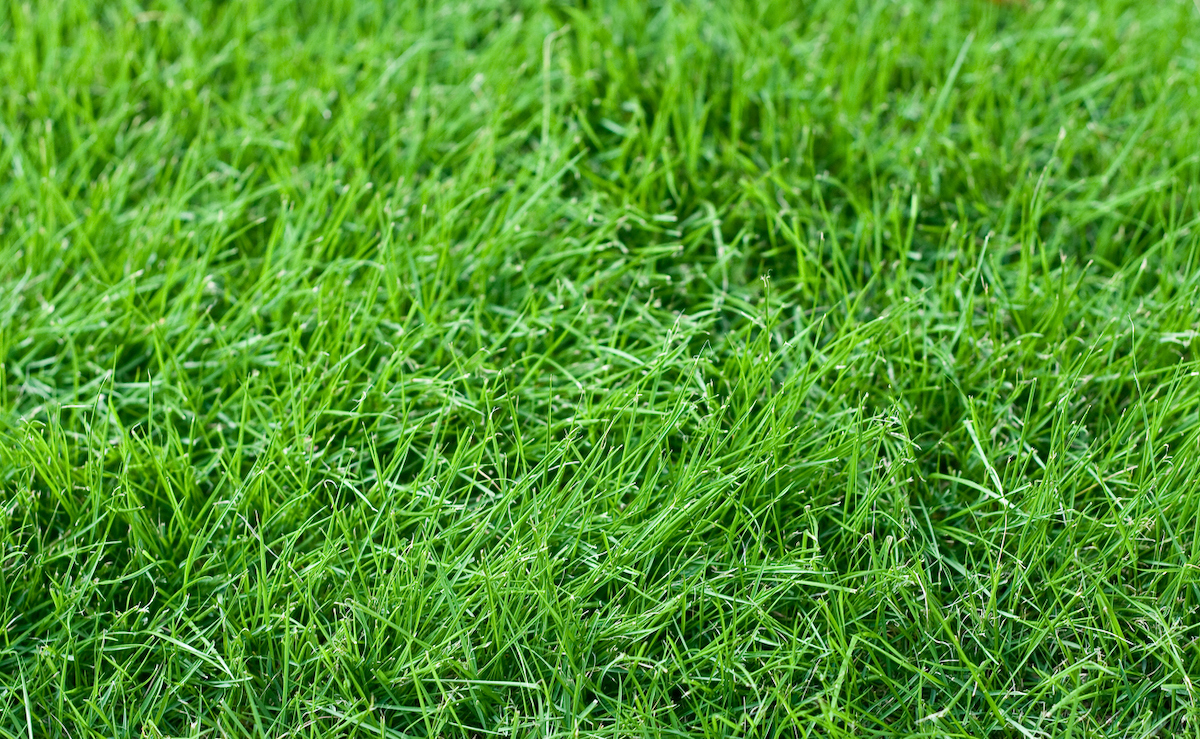 fescue grass planted in september growing in a home landscape