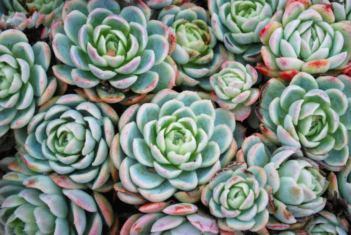 Houseleek succulents planted tightly together.