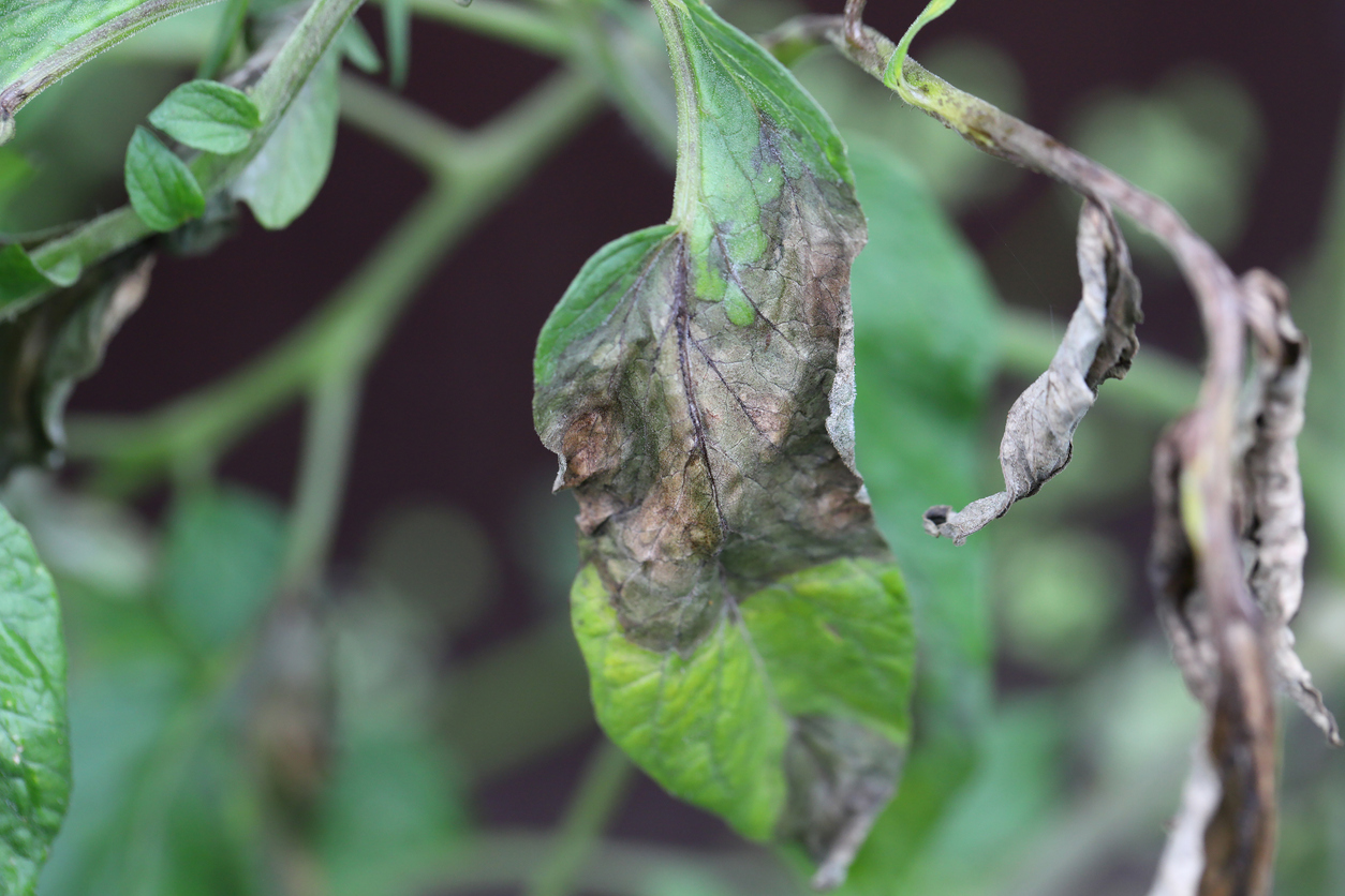 close view of leaves with fungal rot