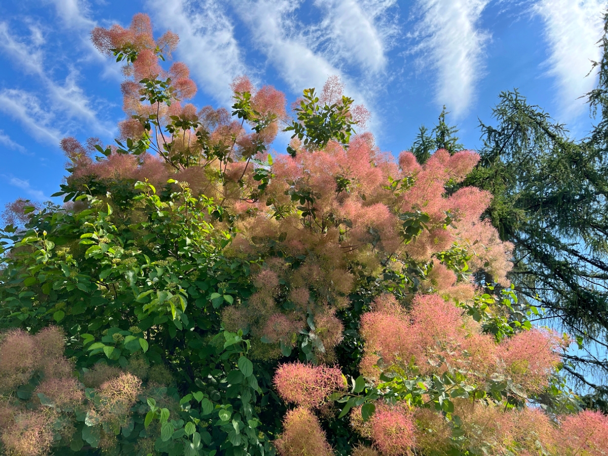 Smokebush