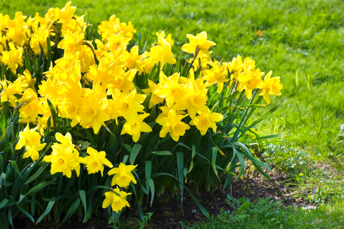 Yellow daffodil flowers